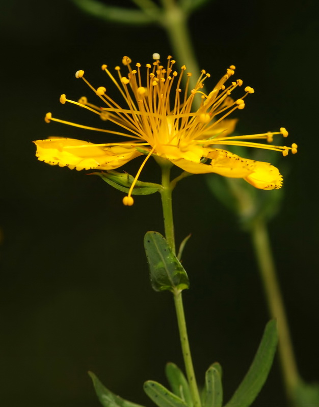 Hypericum perforatum perforatum.11