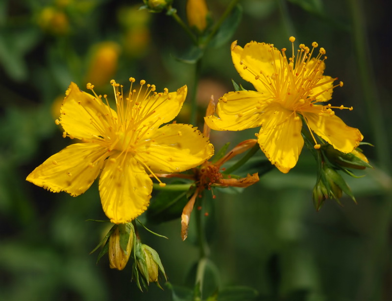 Hypericum perforatum perforatum.12