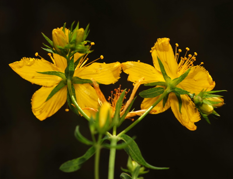 Hypericum perforatum perforatum.14