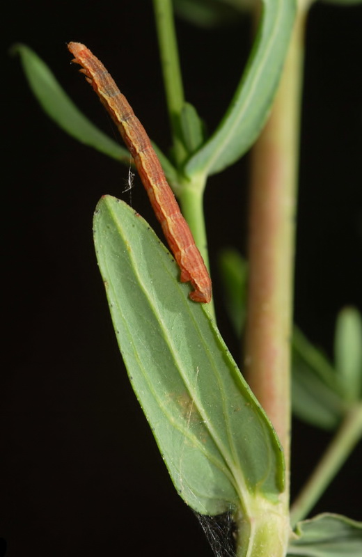 Hypericum perforatum perforatum.16