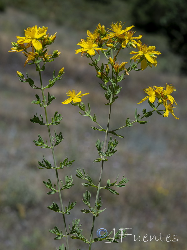 Hypericum perforatum perforatum.06