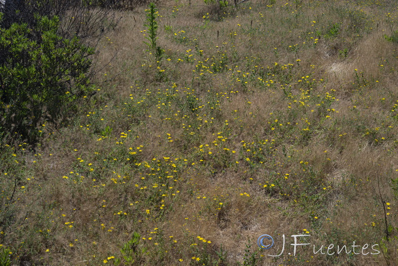 Hypericum pubescens.01