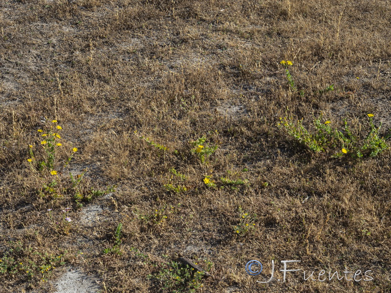 Hypericum pubescens.02