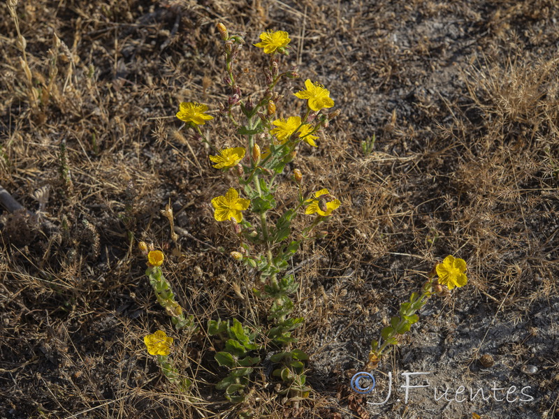 Hypericum pubescens.03