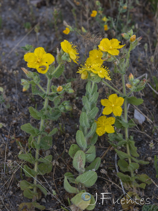 Hypericum pubescens.04