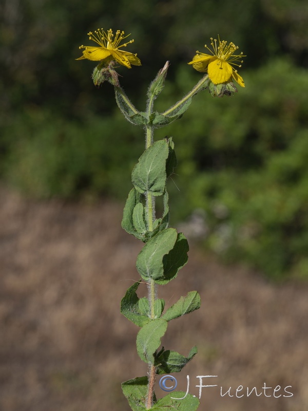 Hypericum pubescens.06