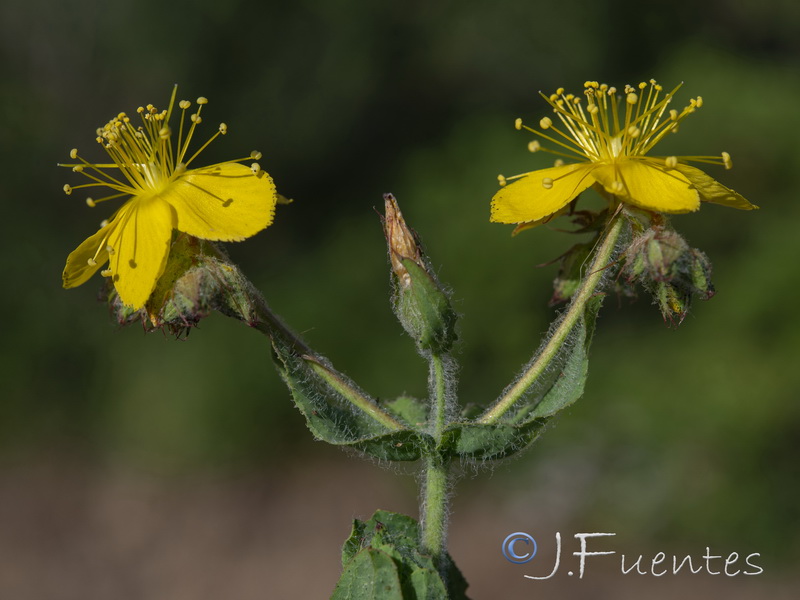 Hypericum pubescens.09