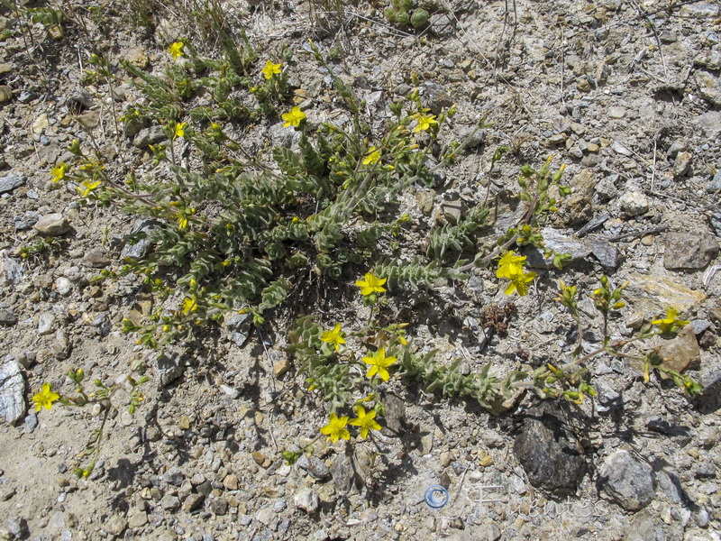 Hypericum tomentosum.02