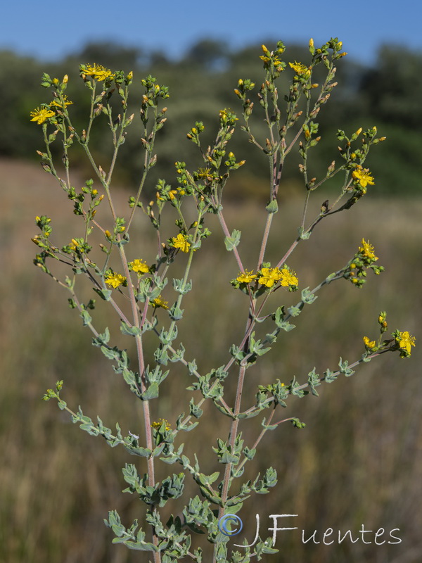 Hypericum tomentosum.03
