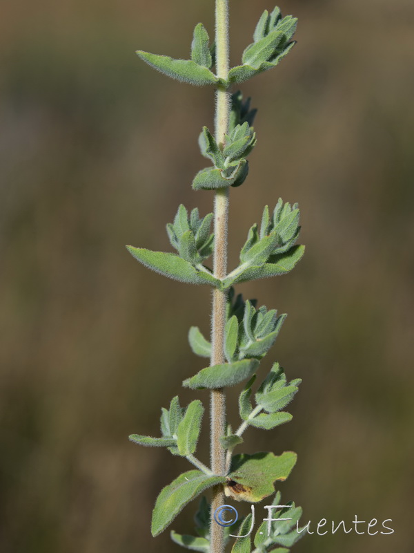Hypericum tomentosum.04