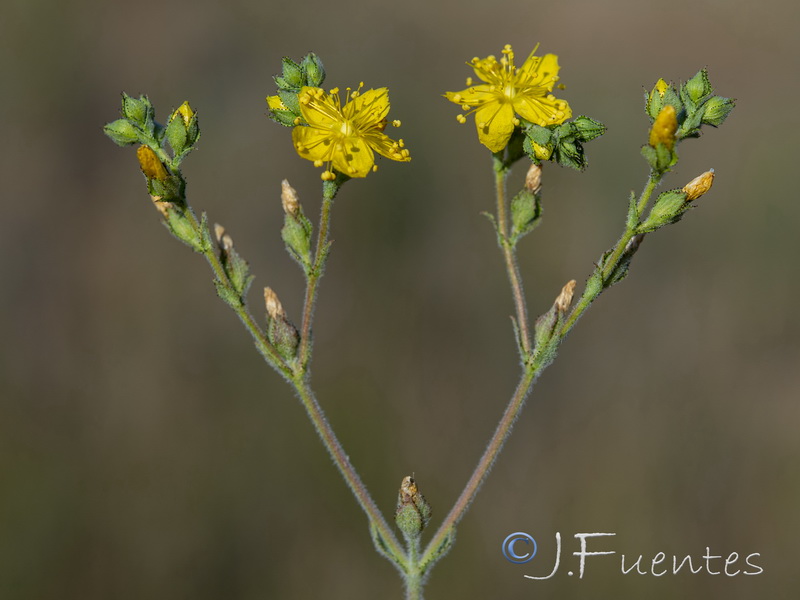 Hypericum tomentosum07