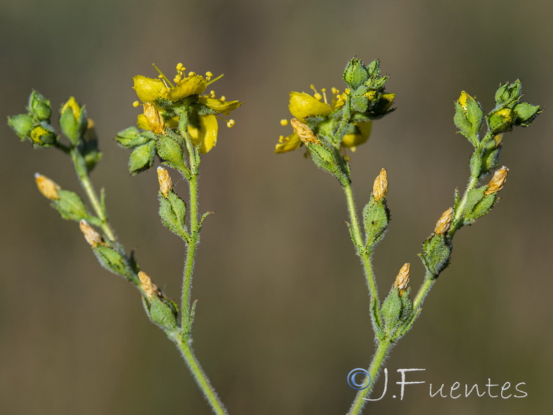 Hypericum tomentosum08