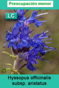 Hyssopus officinalis aristatus