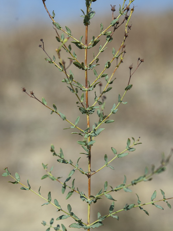 Hypericum triquetrifolium.02