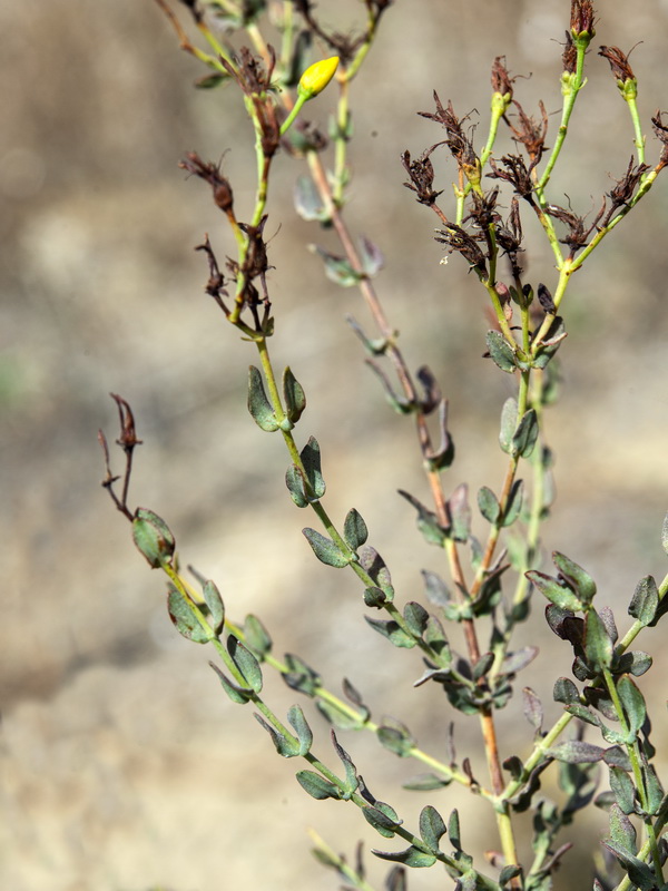 Hypericum triquetrifolium.05