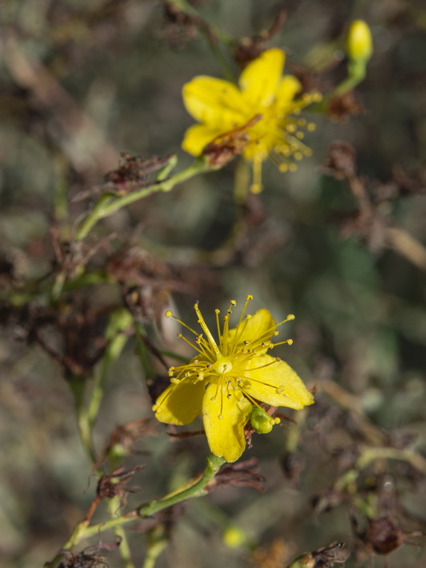 Hypericum triquetrifolium.09