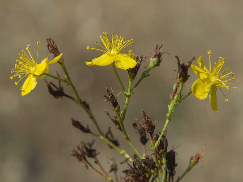 Hypericum triquetrifolium.11