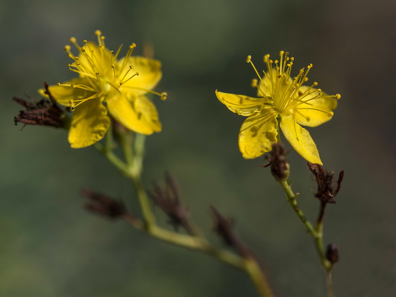 Hypericum triquetrifolium.13