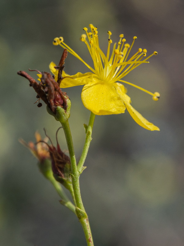 Hypericum triquetrifolium.14