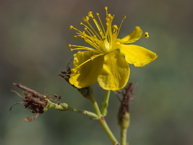 Hypericum triquetrifolium.17