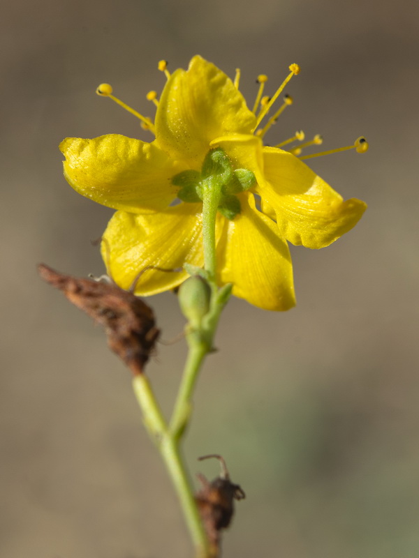 Hypericum triquetrifolium.19