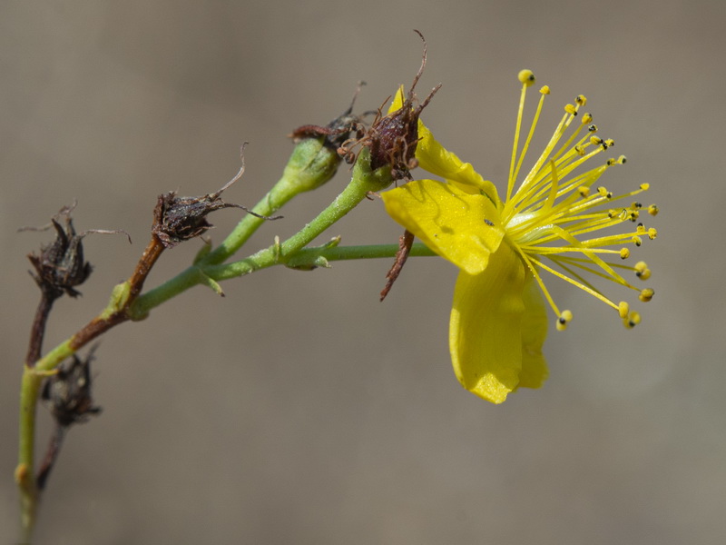 Hypericum triquetrifolium.20