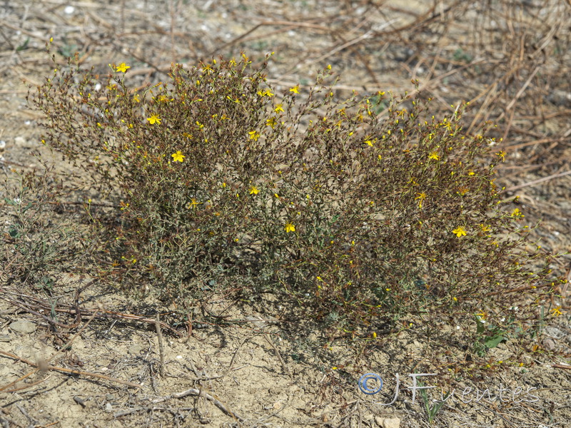 Hypericum triquetrifolium.21