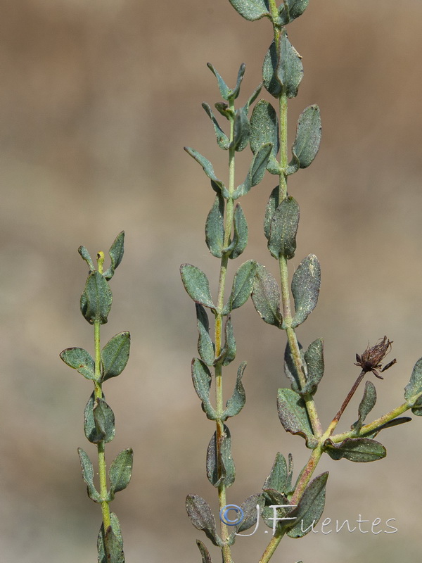 Hypericum triquetrifolium.22