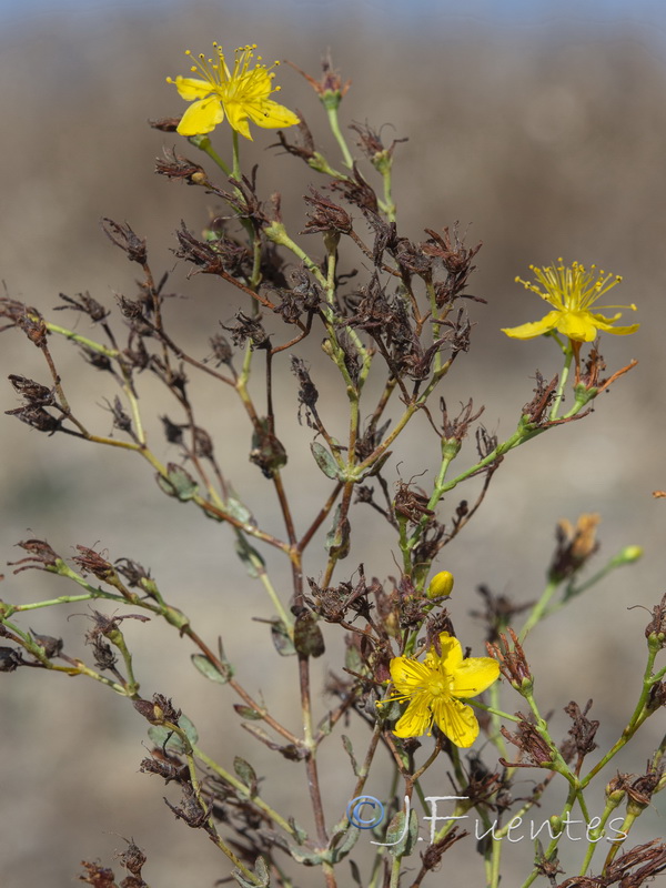 Hypericum triquetrifolium.23