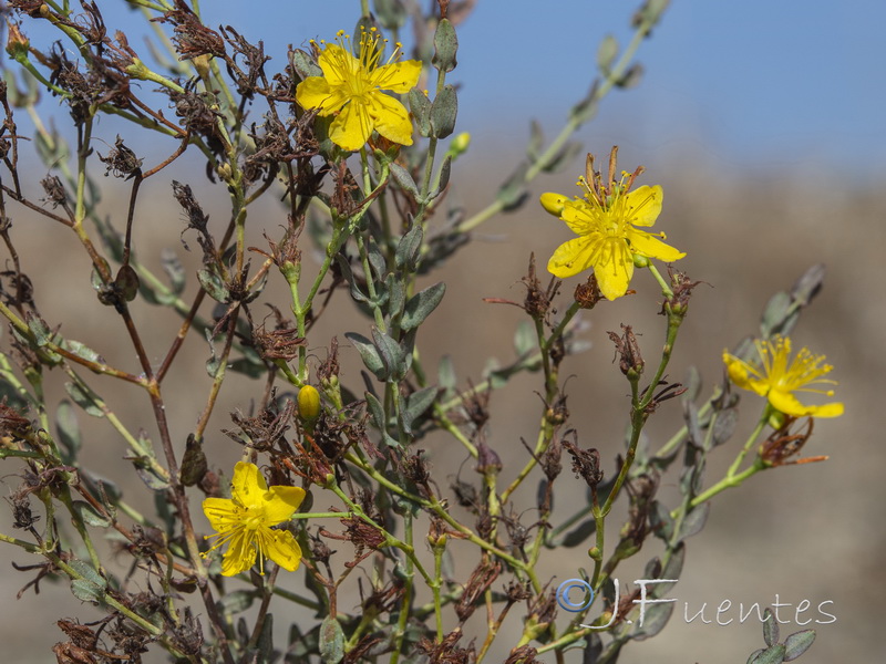 Hypericum triquetrifolium.25