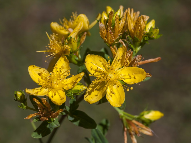 Hypericum undulatum.03