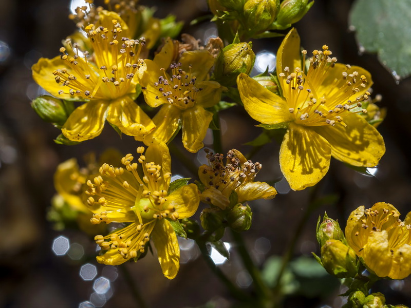 Hypericum undulatum.04