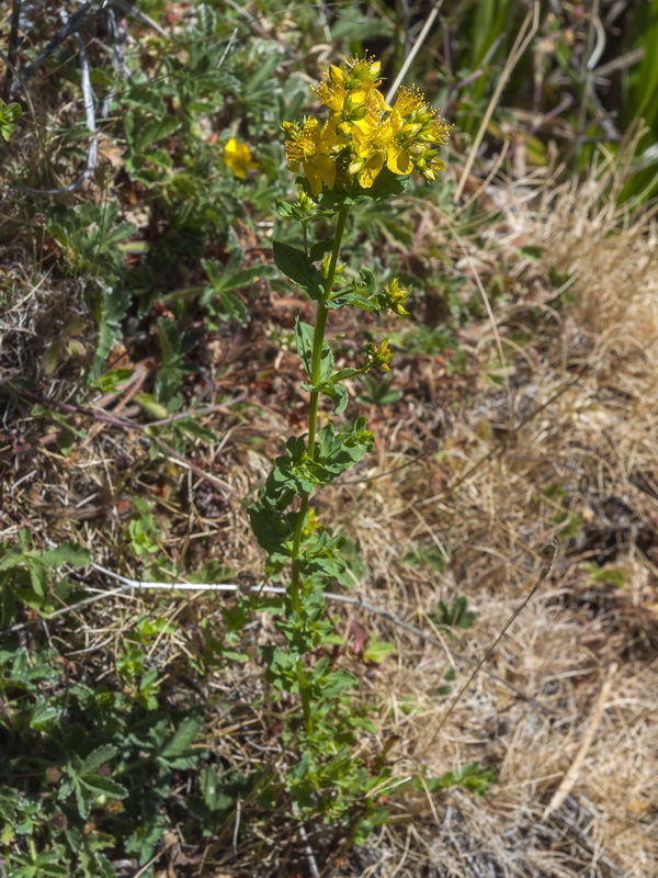 Hypericum undulatum.06