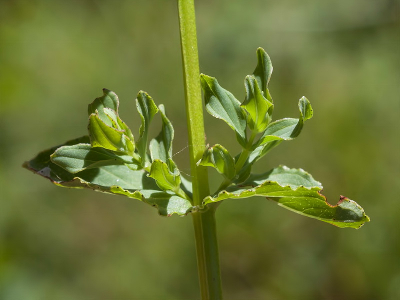 Hypericum undulatum.08