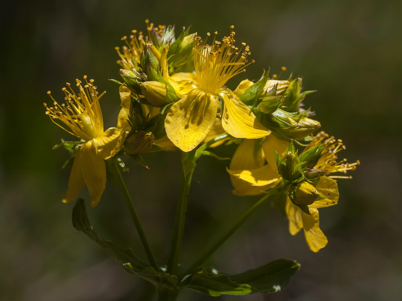 Hypericum undulatum.09