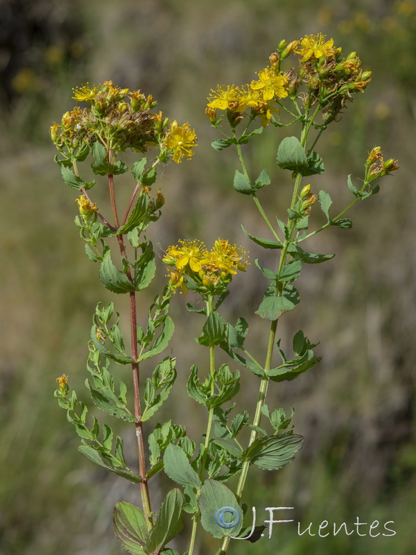 Hypericum undulatum.07