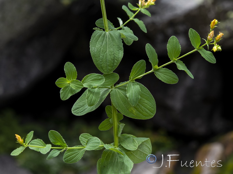 Hypericum undulatum.13