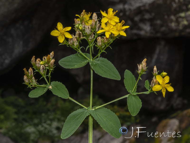 Hypericum undulatum.10