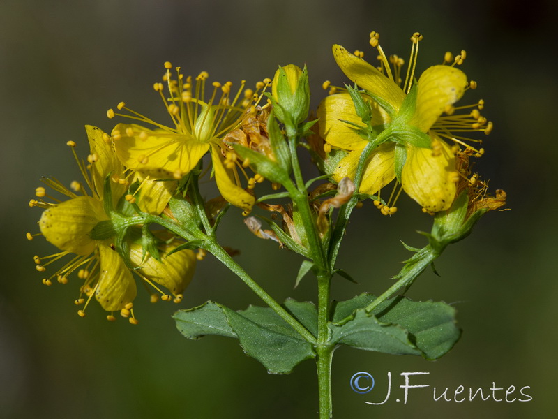 Hypericum undulatum.05