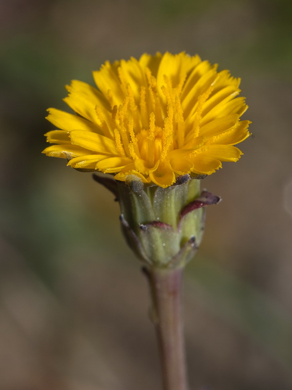 Hypochaeris glabra.19