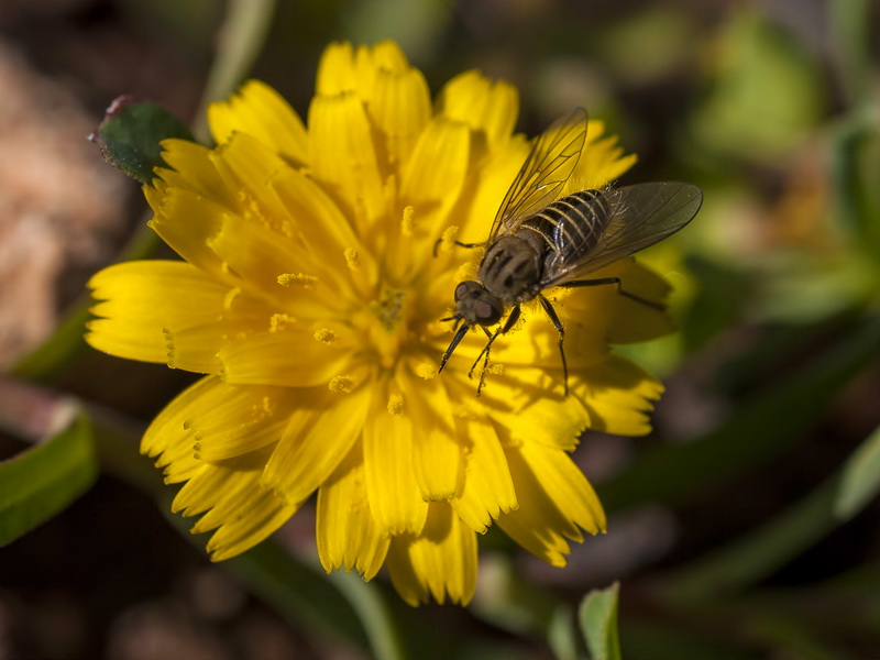 Hypochaeris glabra.23