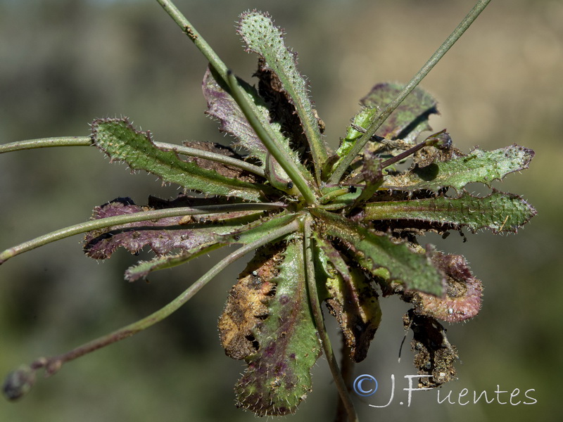 Hypochaeris glabra.04