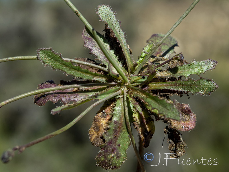 Hypochaeris glabra.04