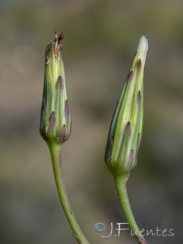 Hypochaeris glabra.12