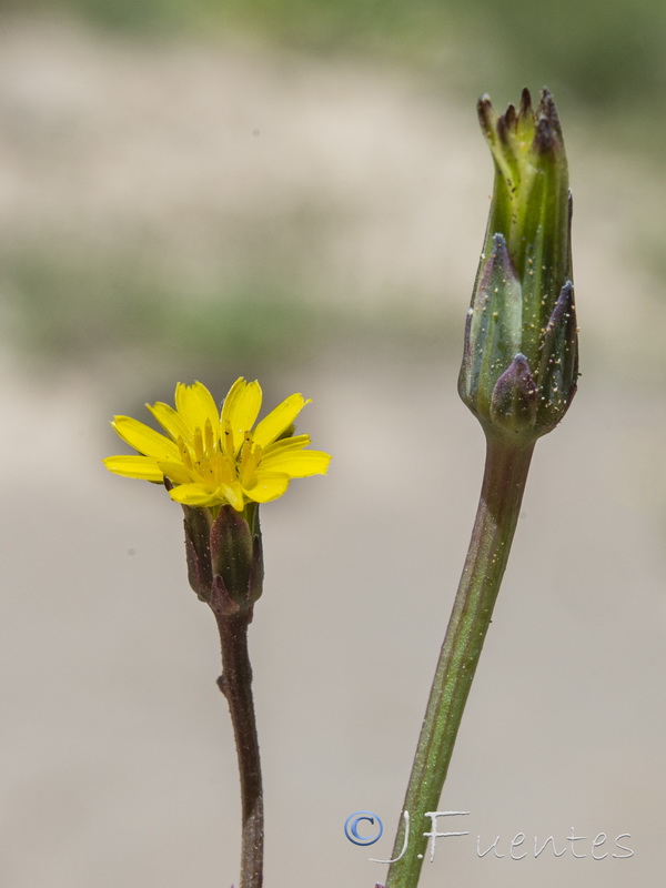 Hypochaeris glabra.27