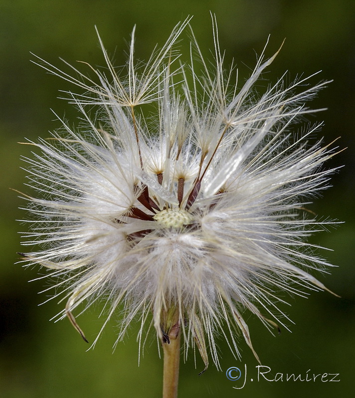 Hypochaeris glabra.30