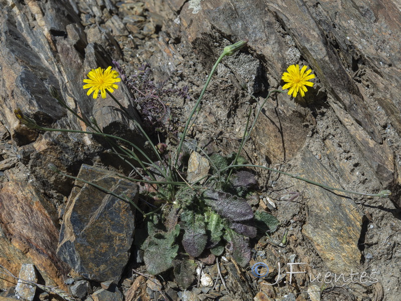 Hypochaeris radicata radicata.01