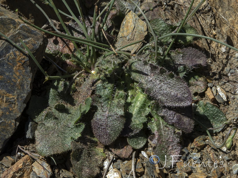 Hypochaeris radicata radicata.02