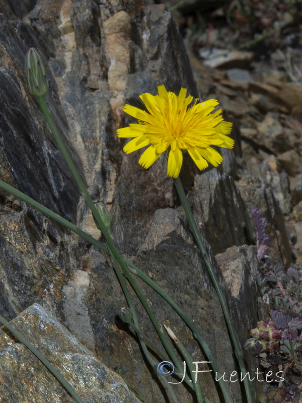 Hypochaeris radicata radicata.03