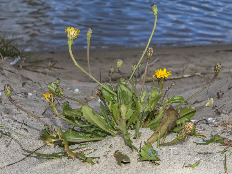 Hypochaeris salzmanniana.01